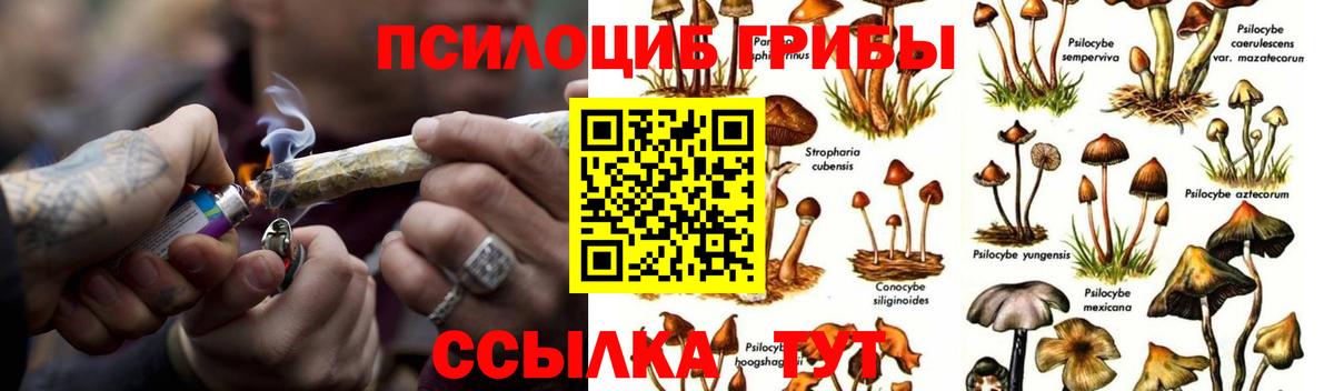 Псилоцибиновые грибы Psilocybe Касимов